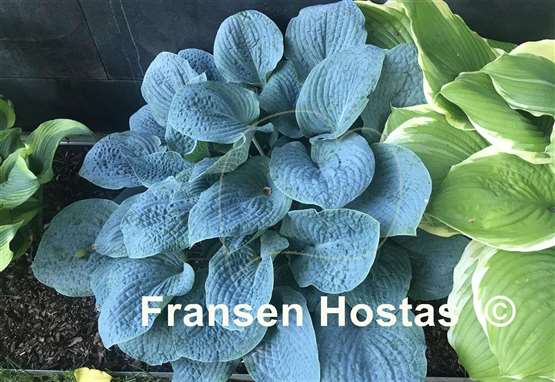 Hosta Blueberry Muffin